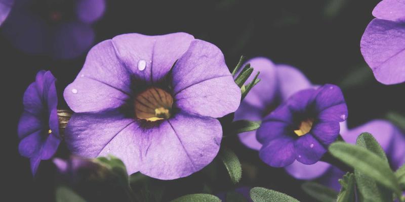 网络技术6：从编程教程到资源共享，构建你的技术成长飞轮